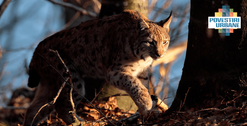 Rasul - fauna Romaniei, Foto: Silviu Matei