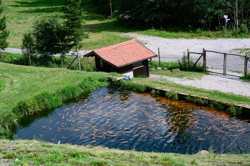 Un om de afaceri din Buzău a construit ilegal un baraj, ca să aibă lac lângă pensiunea sa. Ce a urmat