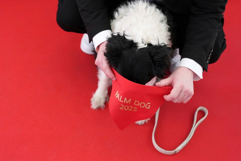 VIDEO Cannes 2025: Trofeul Palme Dog a fost acordat lui Panda, un câine din rasa ciobănesc islandez